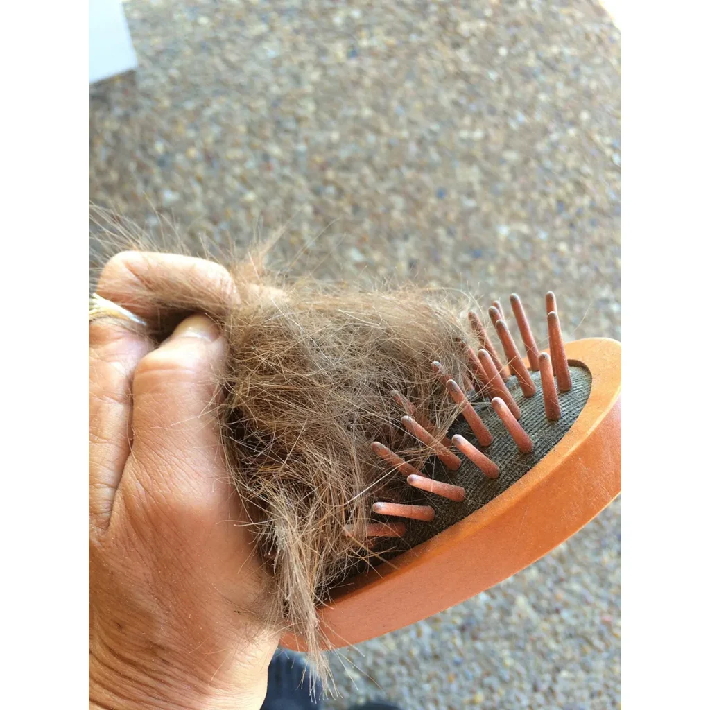 Eponawoodcurrybrush3 1