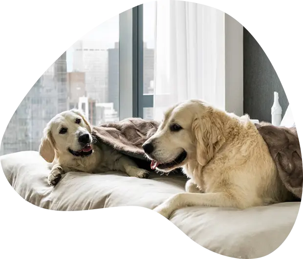 Dog Img